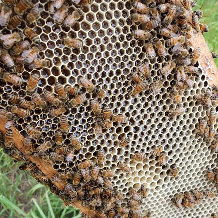 100% Pure Beeswax 1lb